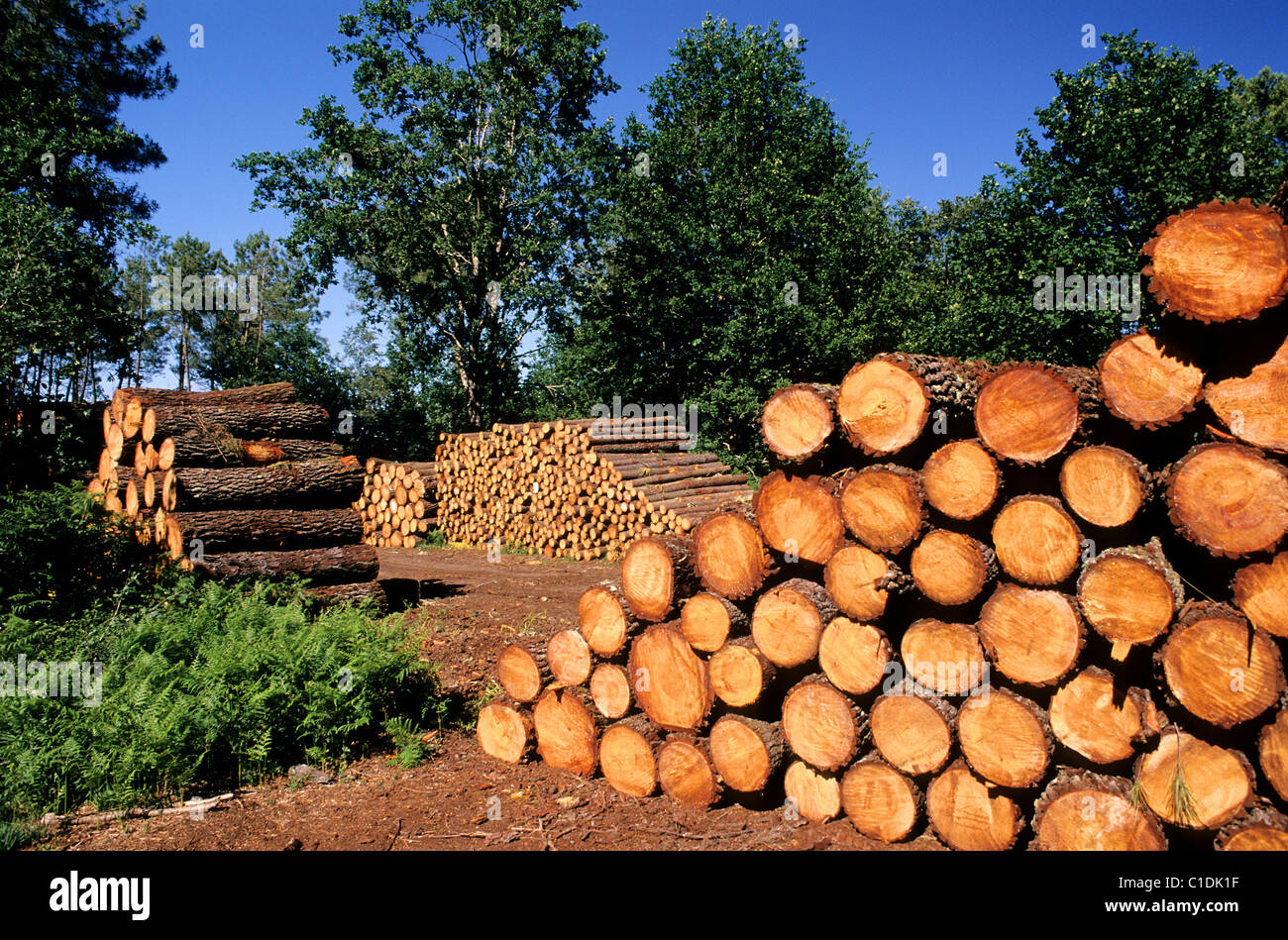 Pine wood enterprise hires stock photography and images Alamy