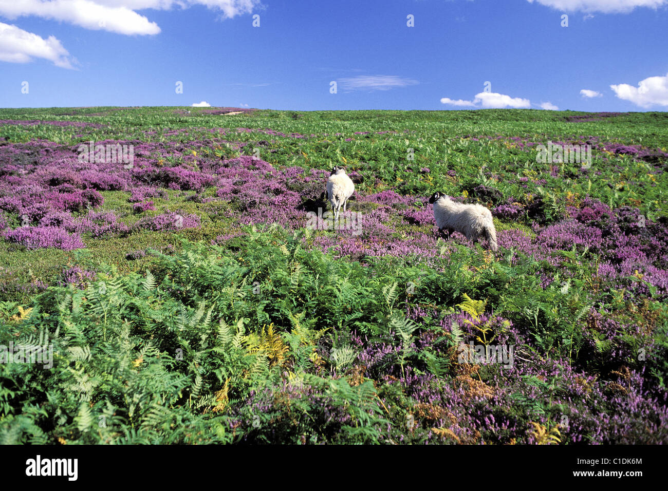 United Kingdom, Yorkshire Stock Photo