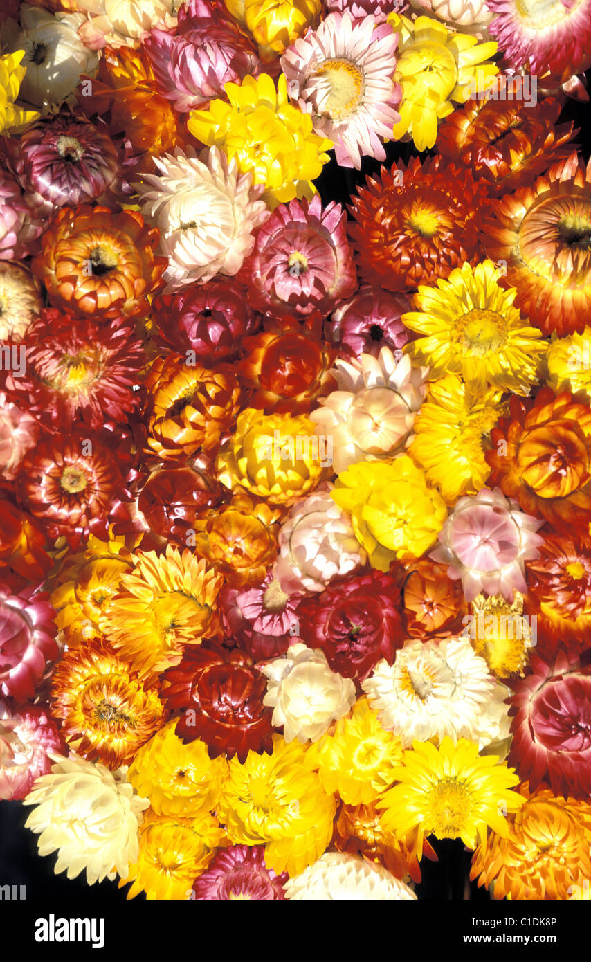 Everlasting flowers hi-res stock photography and images - Alamy