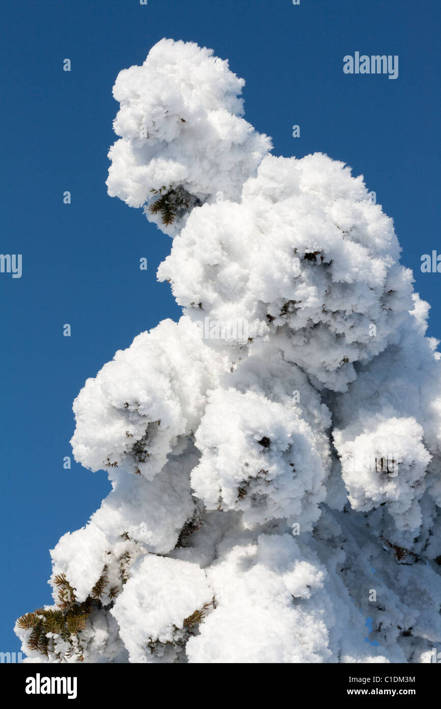 Pine in snow, winter, sunny, blue sky Stock Photo - Alamy