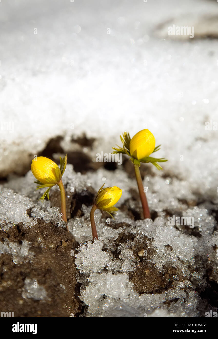 Yellow flower on soil, snow around, spring concept Stock Photo