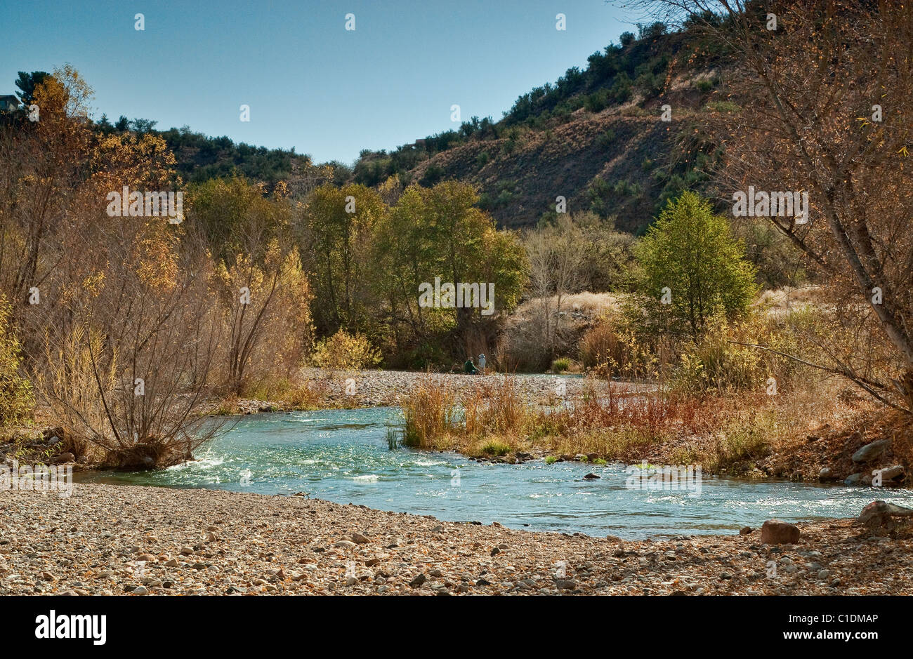 Cottonwoods and willows at Verde River Greenway near town of Cottonwood