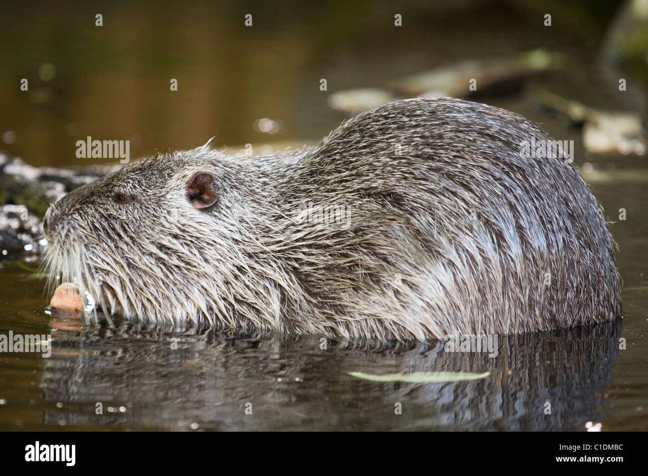 beaver (Castor fiber Stock Photo Alamy