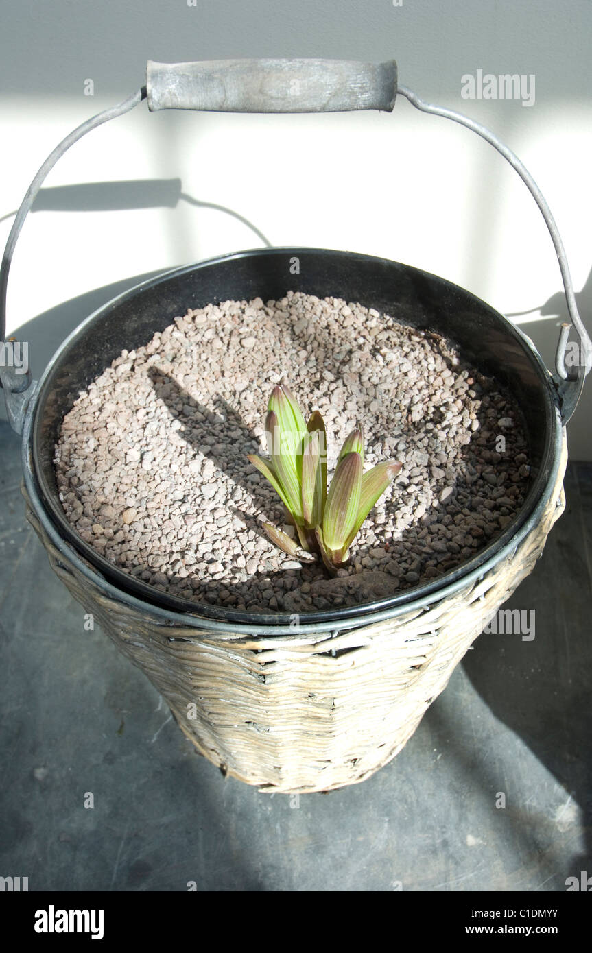 A Lily emerges from a pot in a bucket in a greenhouse. Stock Photo