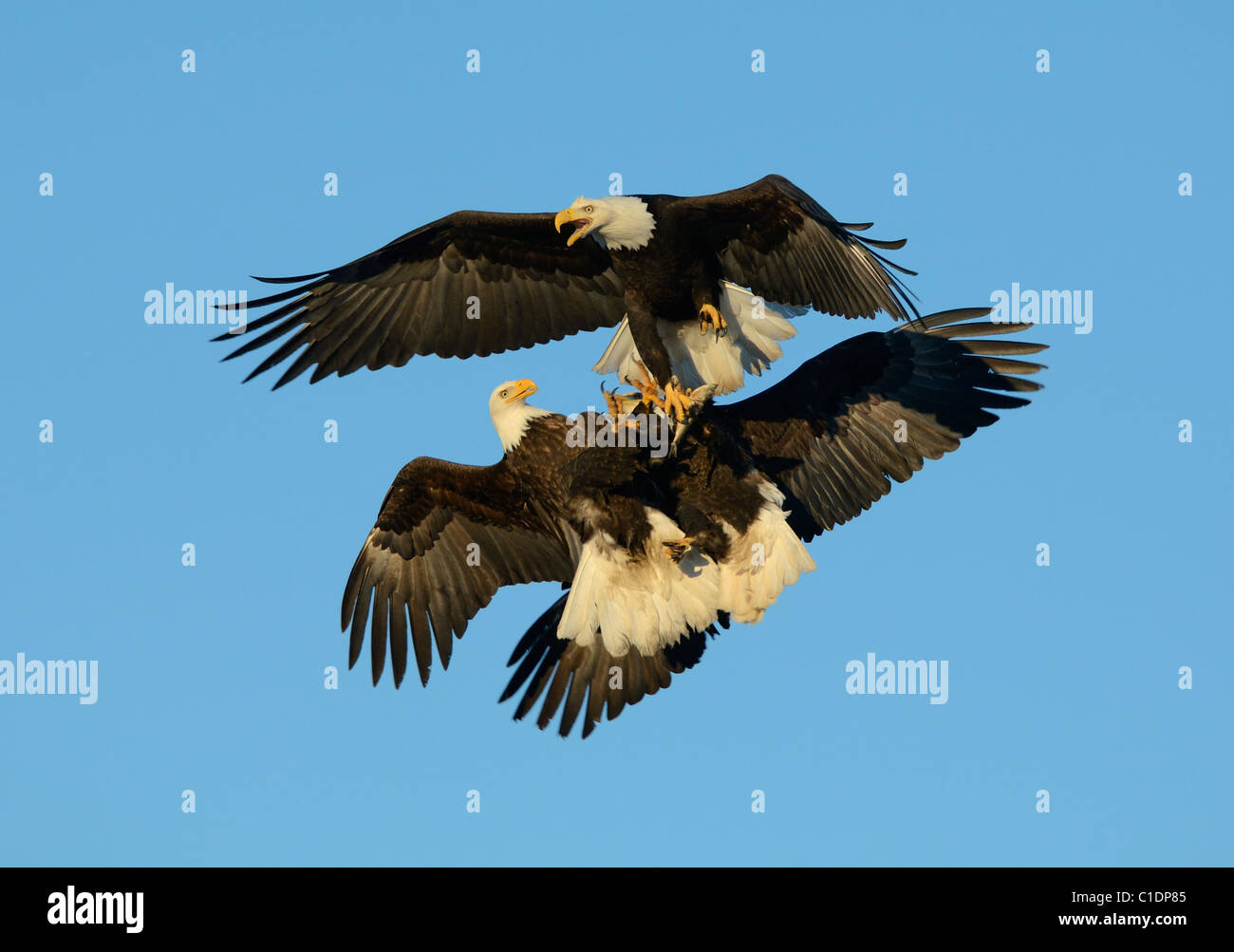 Three Bald Eagles above Kachemak Bay in a mid air fight over a small