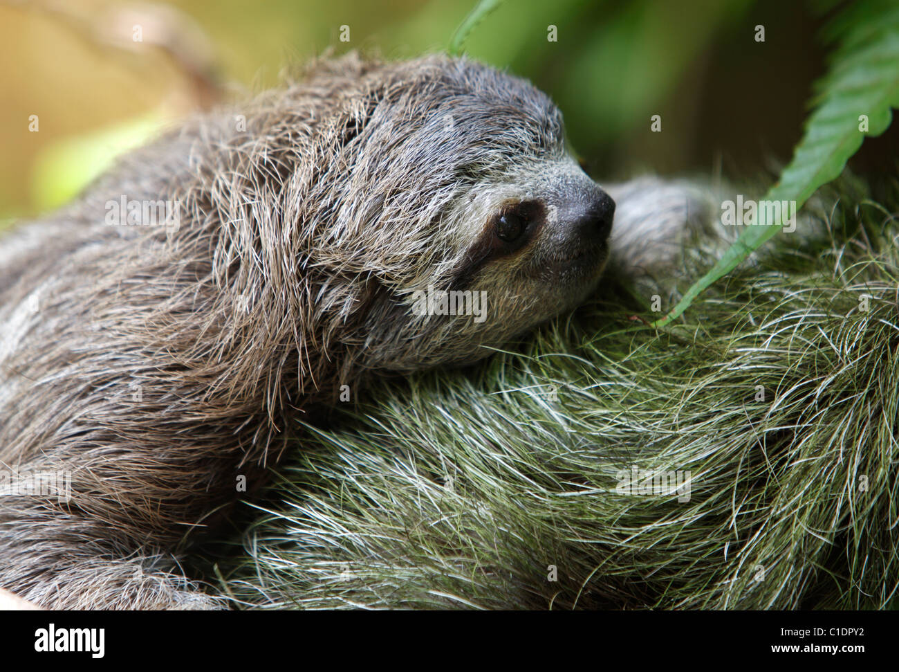 A baby three-toed sloth on its mother's back, Osa Peninsula, Costa Rica Stock Photo