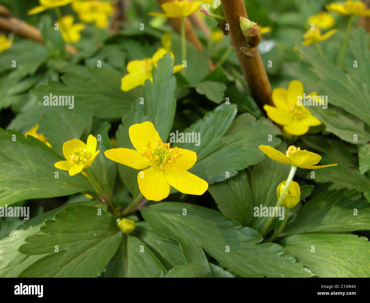 Ranunculus repens Stock Photo