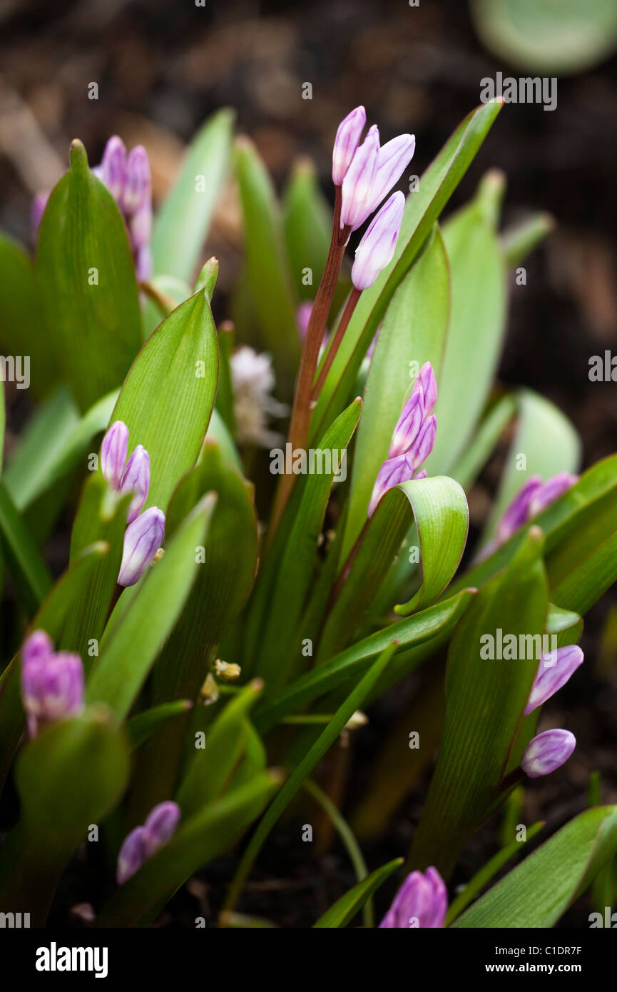 Chionodoxa forbesii ‘Pink Giant’, Glory of the Snow, in bloom Stock ...