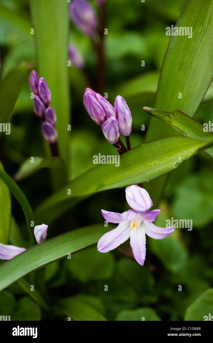 Chionodoxa forbesii ‘Pink Giant’, Glory of the Snow, in bloom Stock ...