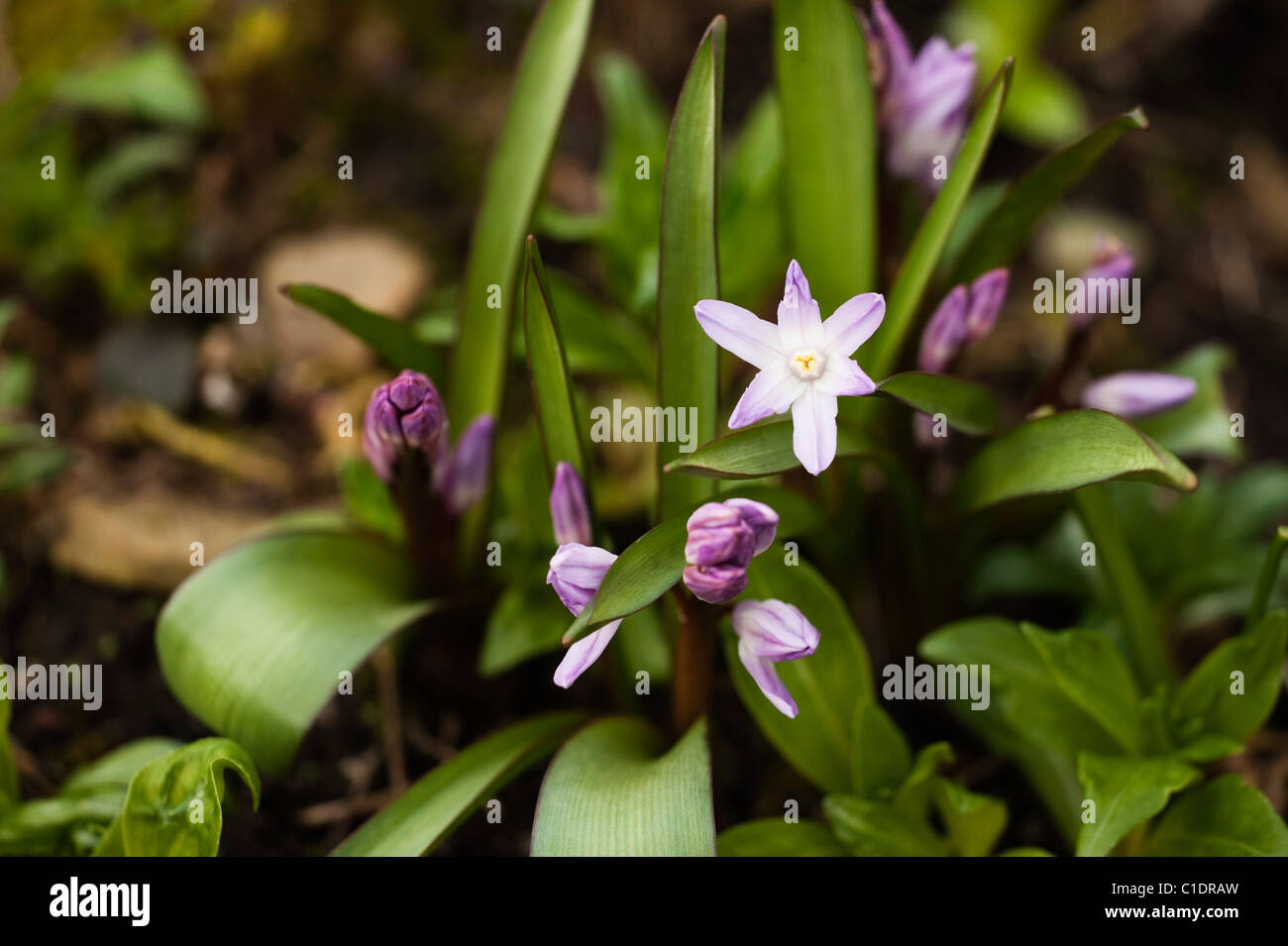 Chionodoxa forbesii ‘Pink Giant’, Glory of the Snow, in bloom Stock ...