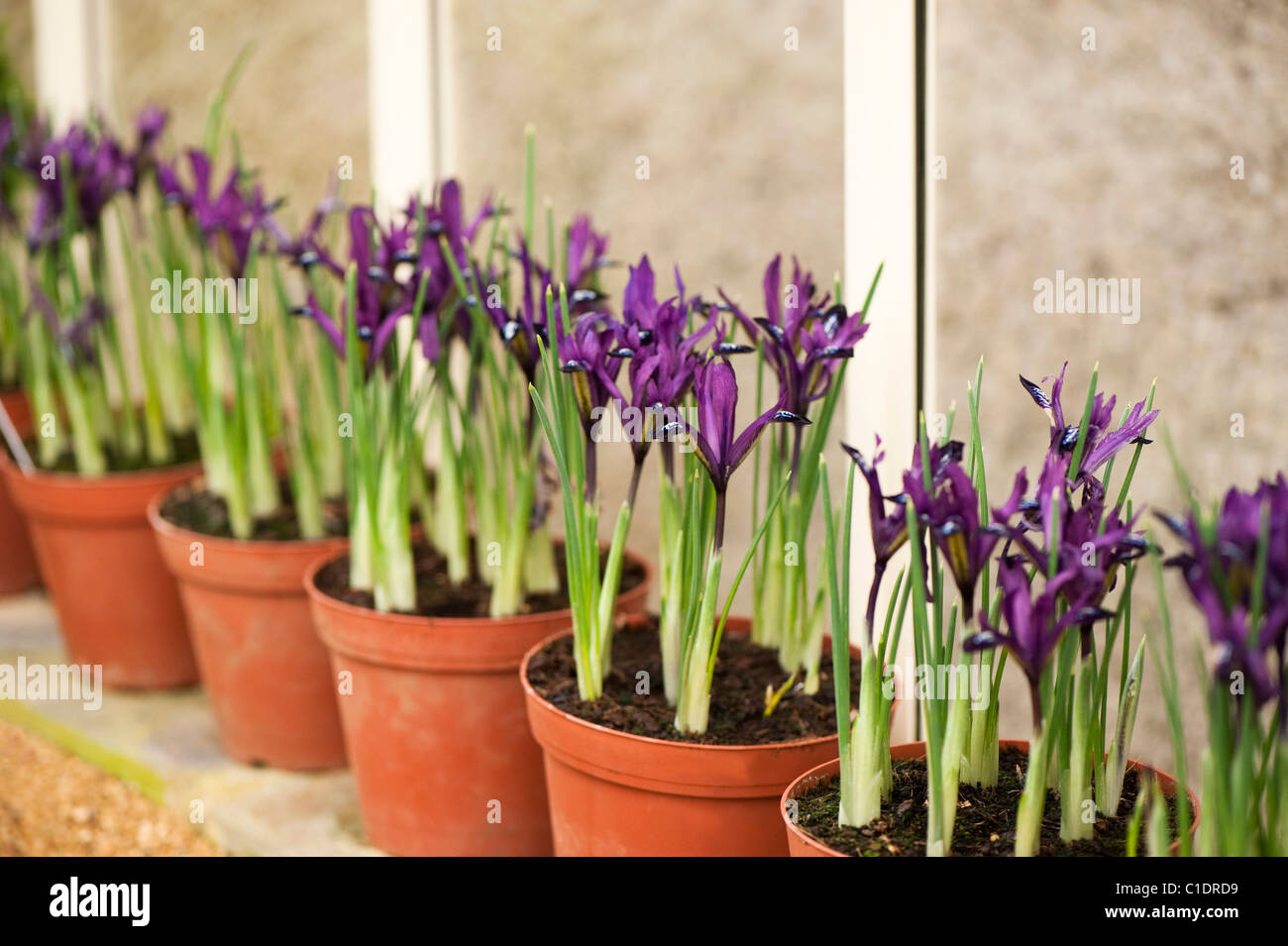 Iris reticulata 'Purple Gem' in flower pots in bloom Stock Photo - Alamy