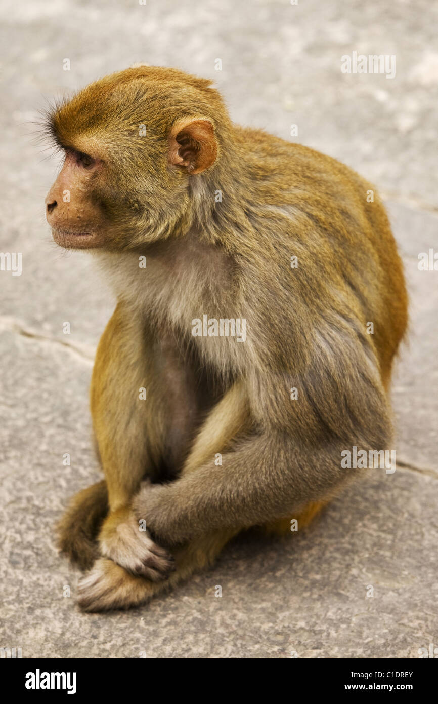 indian bandar (Macaca mulatta), North India, India, Asia Stock Photo