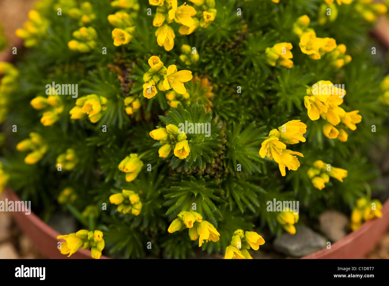 Draba aizoides, Yellow Whitlowgrass, in flower Stock Photo