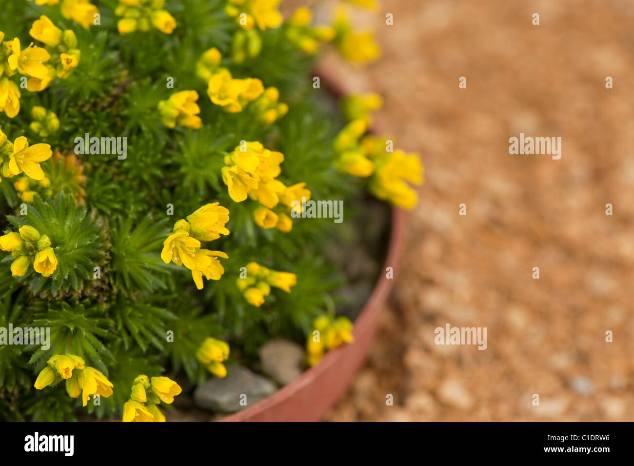 Draba aizoides, Yellow Whitlowgrass, in flower Stock Photo