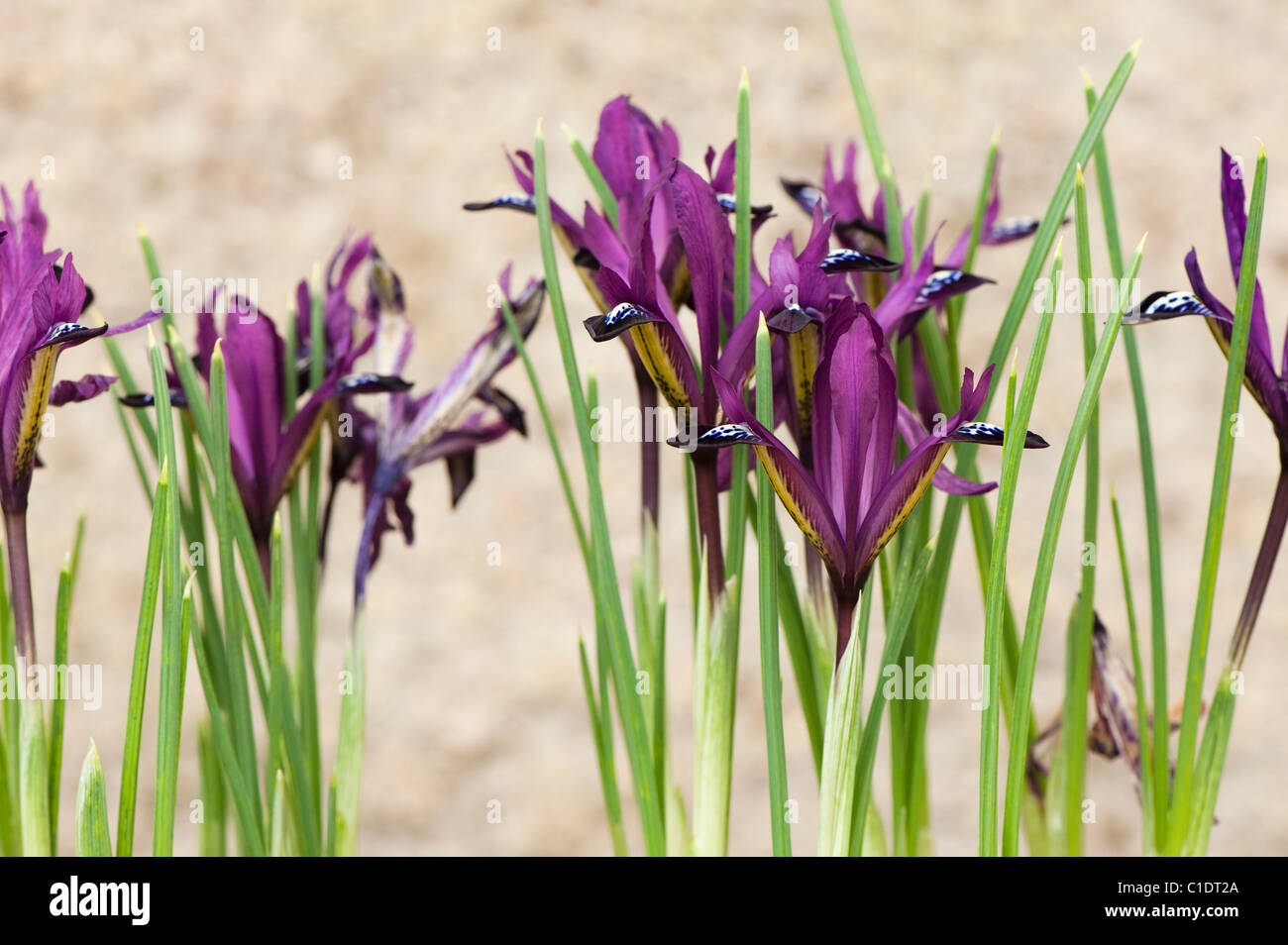 Iris reticulata ‘Purple Gem’ in flower pots in bloom Stock Photo