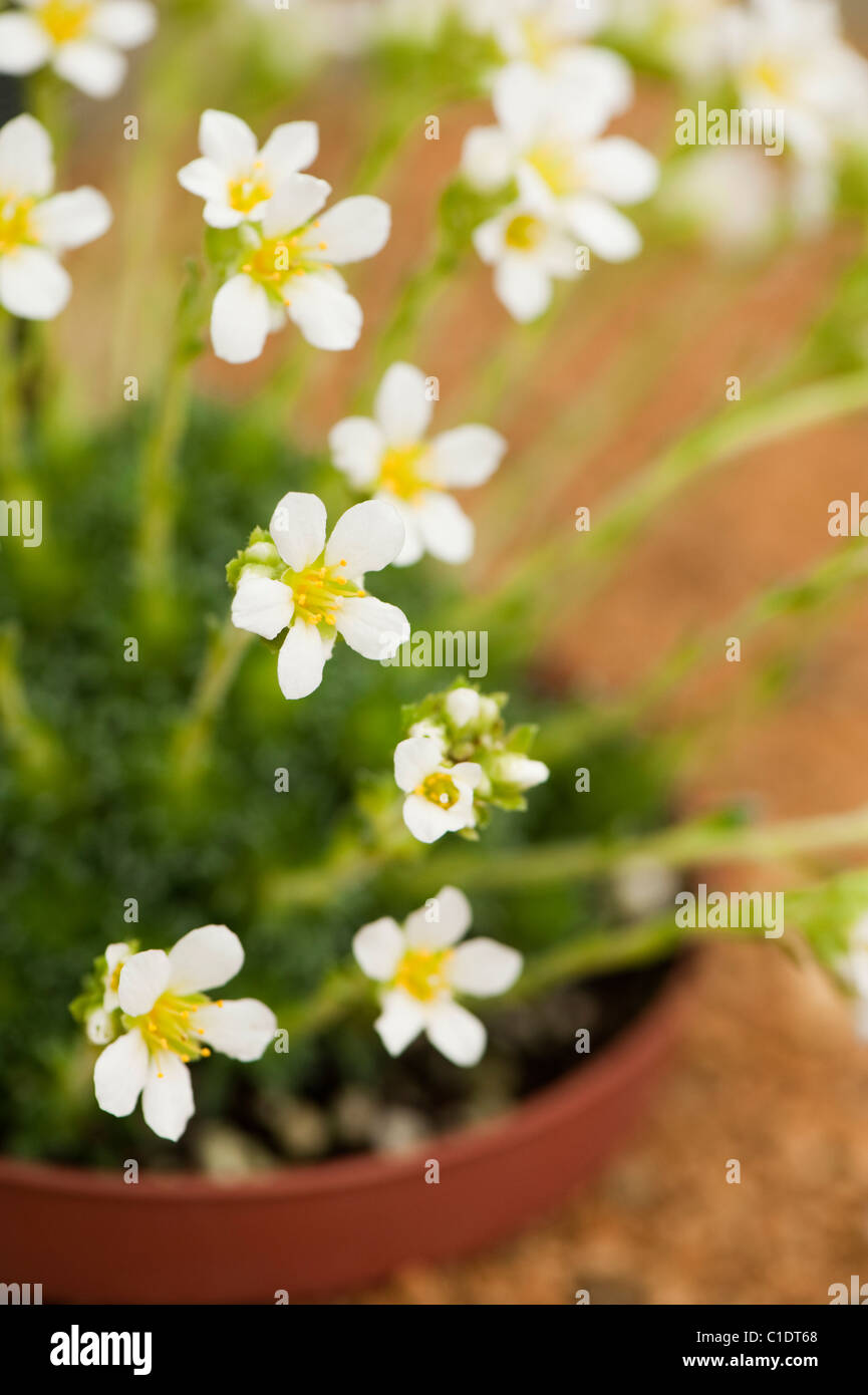 Saxifraga x apiculata ‘Alba’ in flower Stock Photo