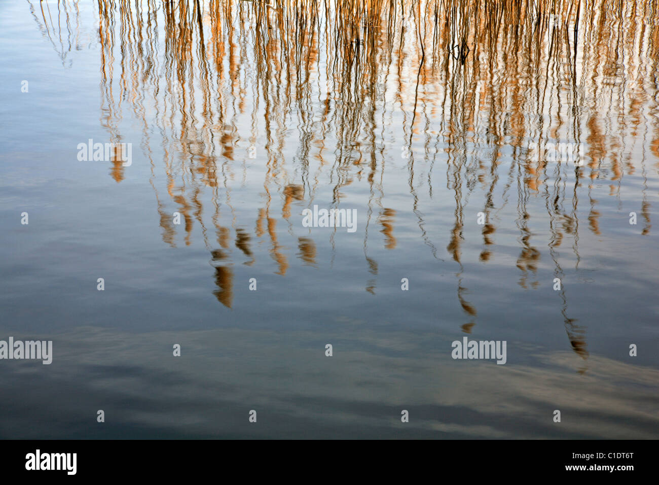 A reflection of reeds in a lake near Norwich, Norfolk, England, United