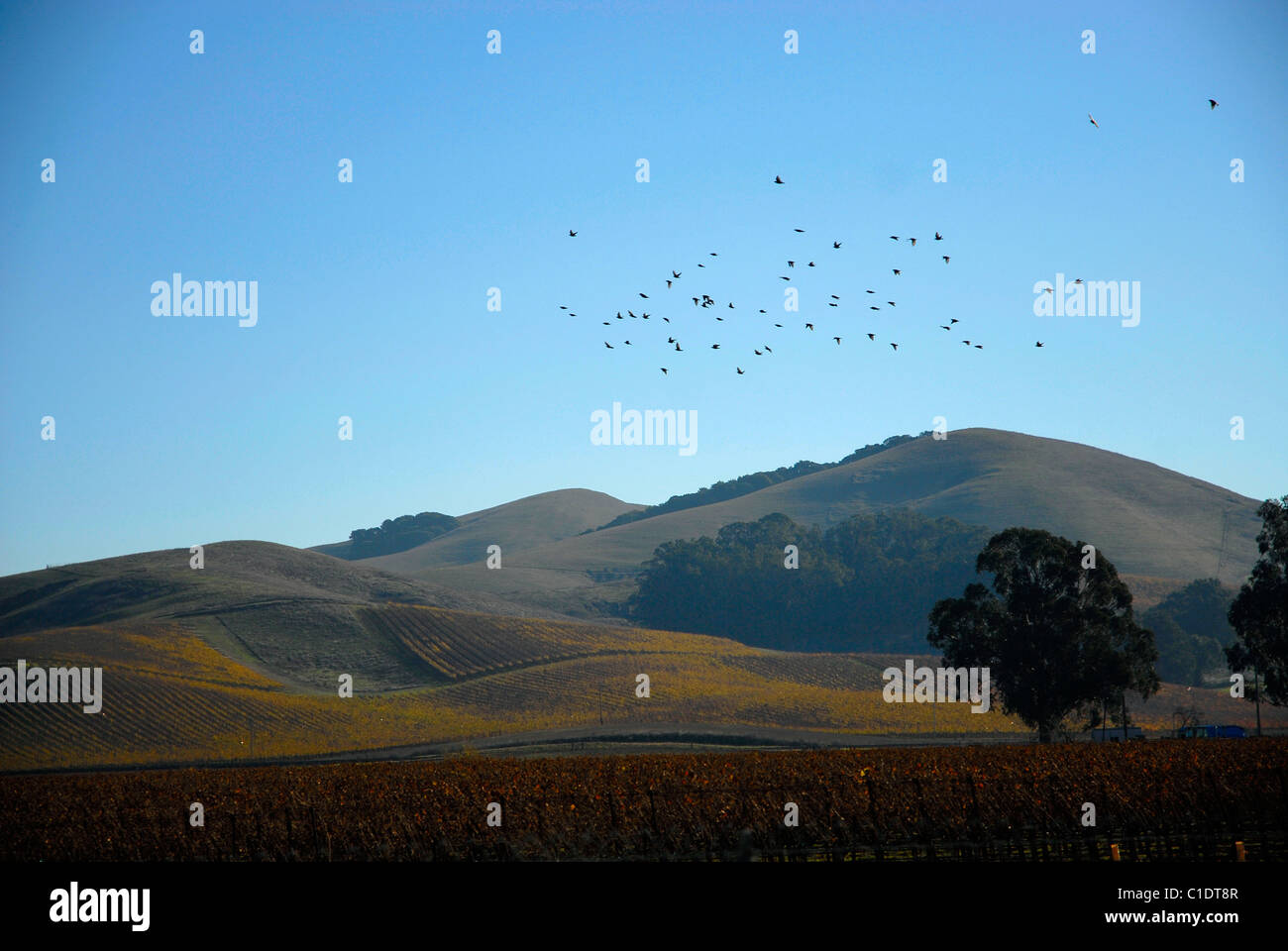 crows flying over the vineyards in Northern California Stock Photo Alamy