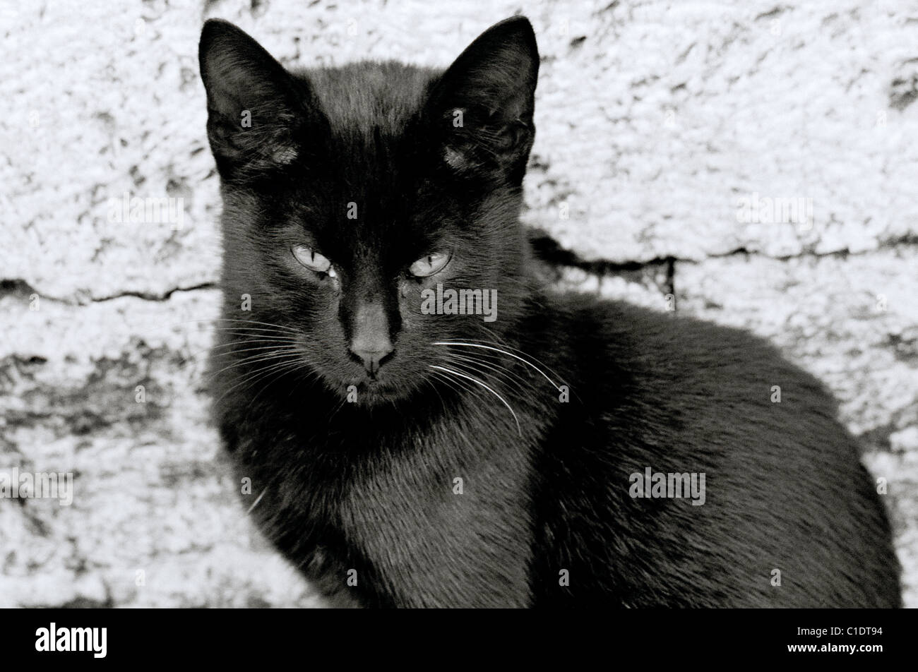 Documentary Photography Sinister looking black cat in Istanbul in