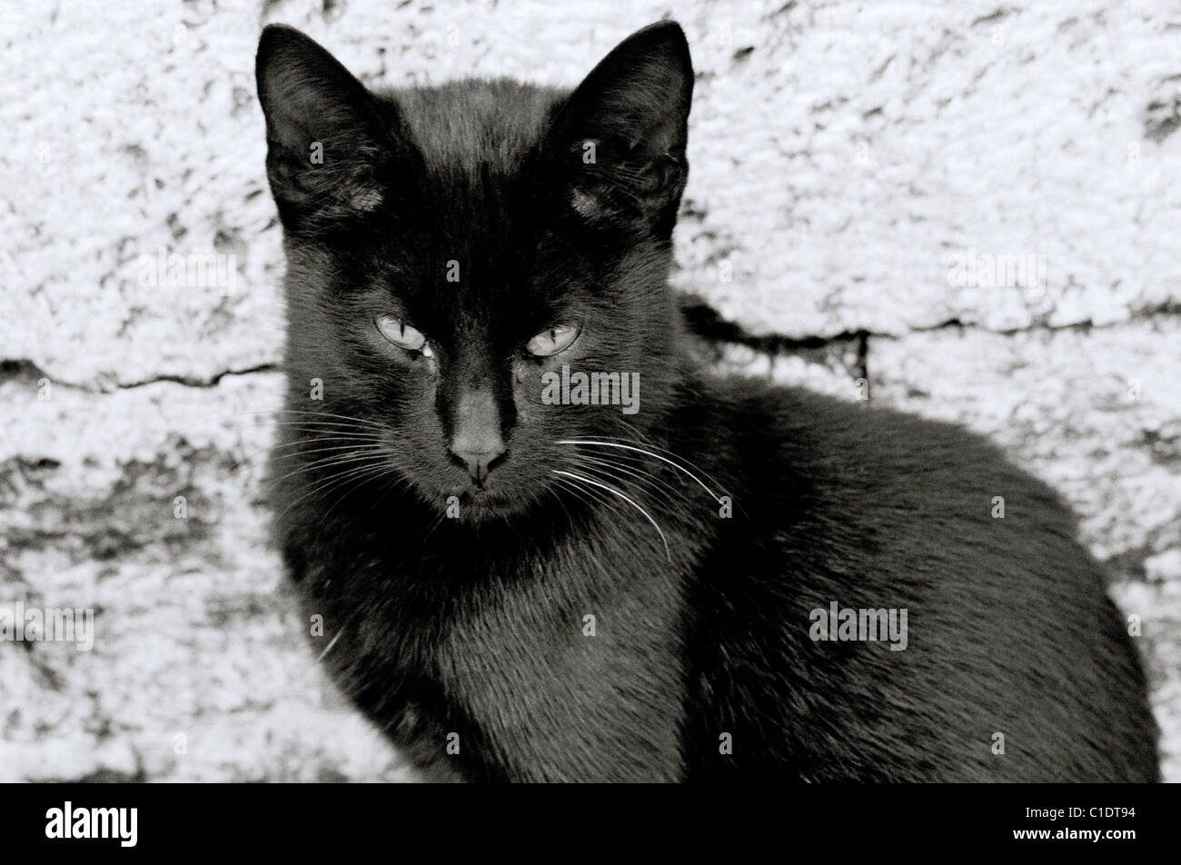 Documentary Photography - Sinister looking black cat in Istanbul in Turkey Middle East Asia. Cats Eerie Beauty Animal Animals Stock Photo