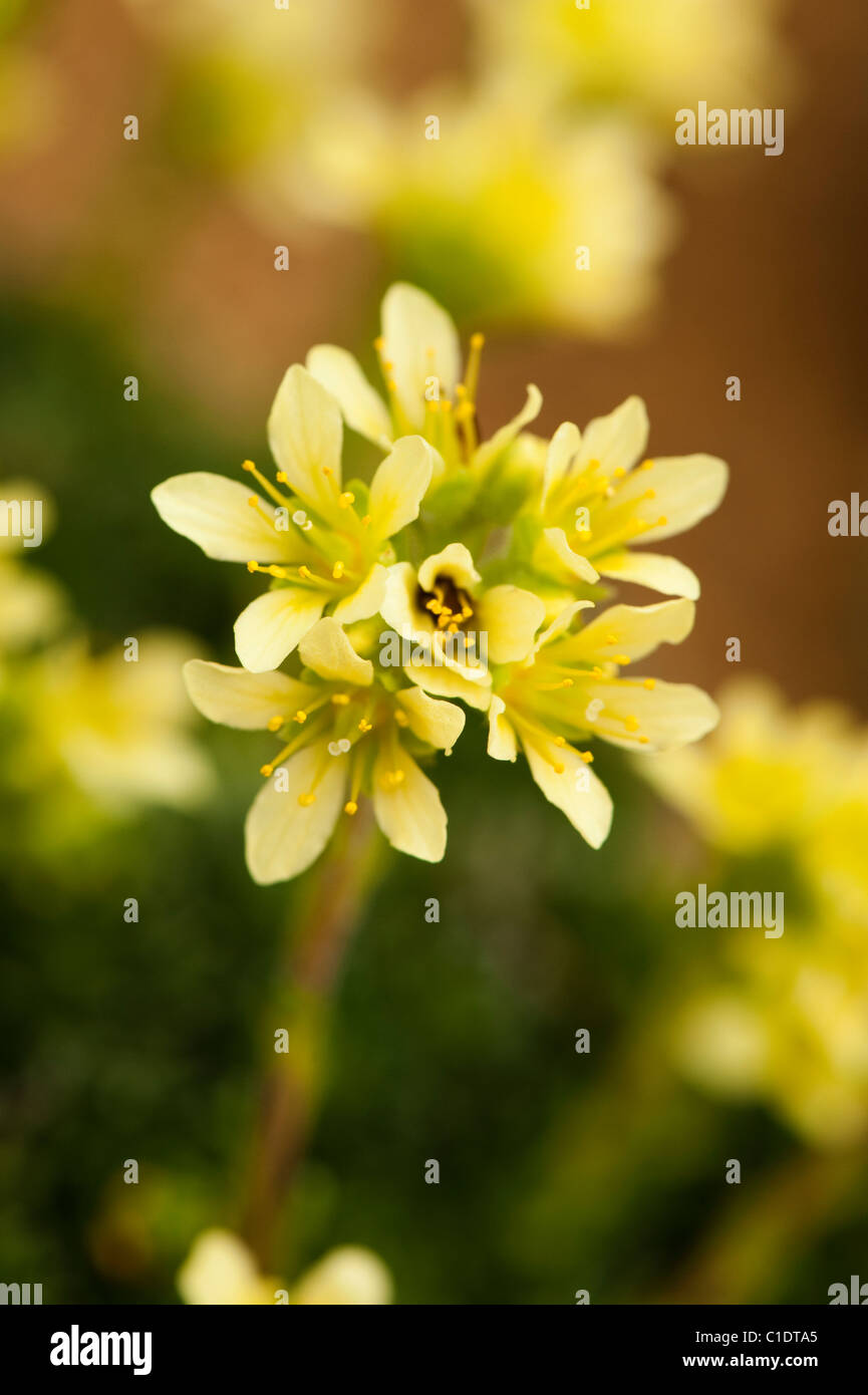 Saxifraga x apiculata ‘Albert Einstein’ in flower Stock Photo