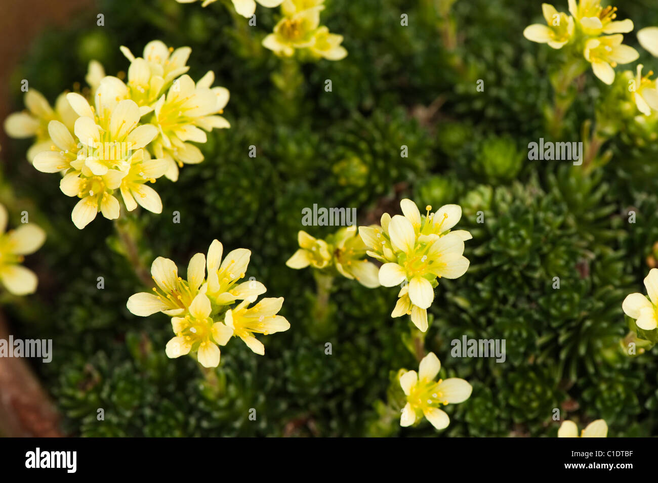 Saxifraga x apiculata ‘Albert Einstein’ in flower Stock Photo