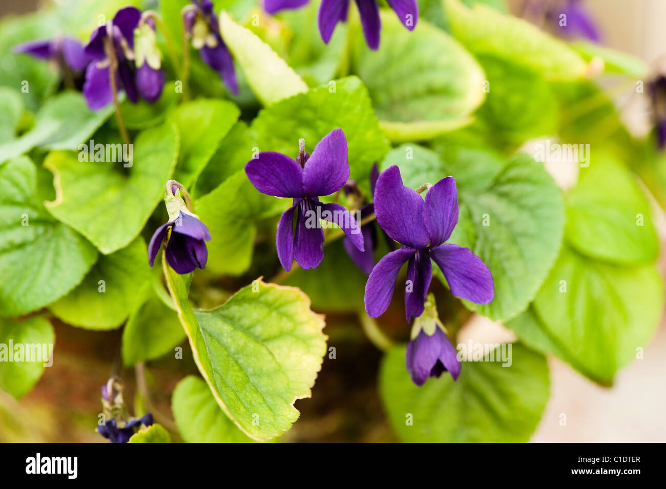Viola odorata ‘The Czar’ in flower Stock Photo