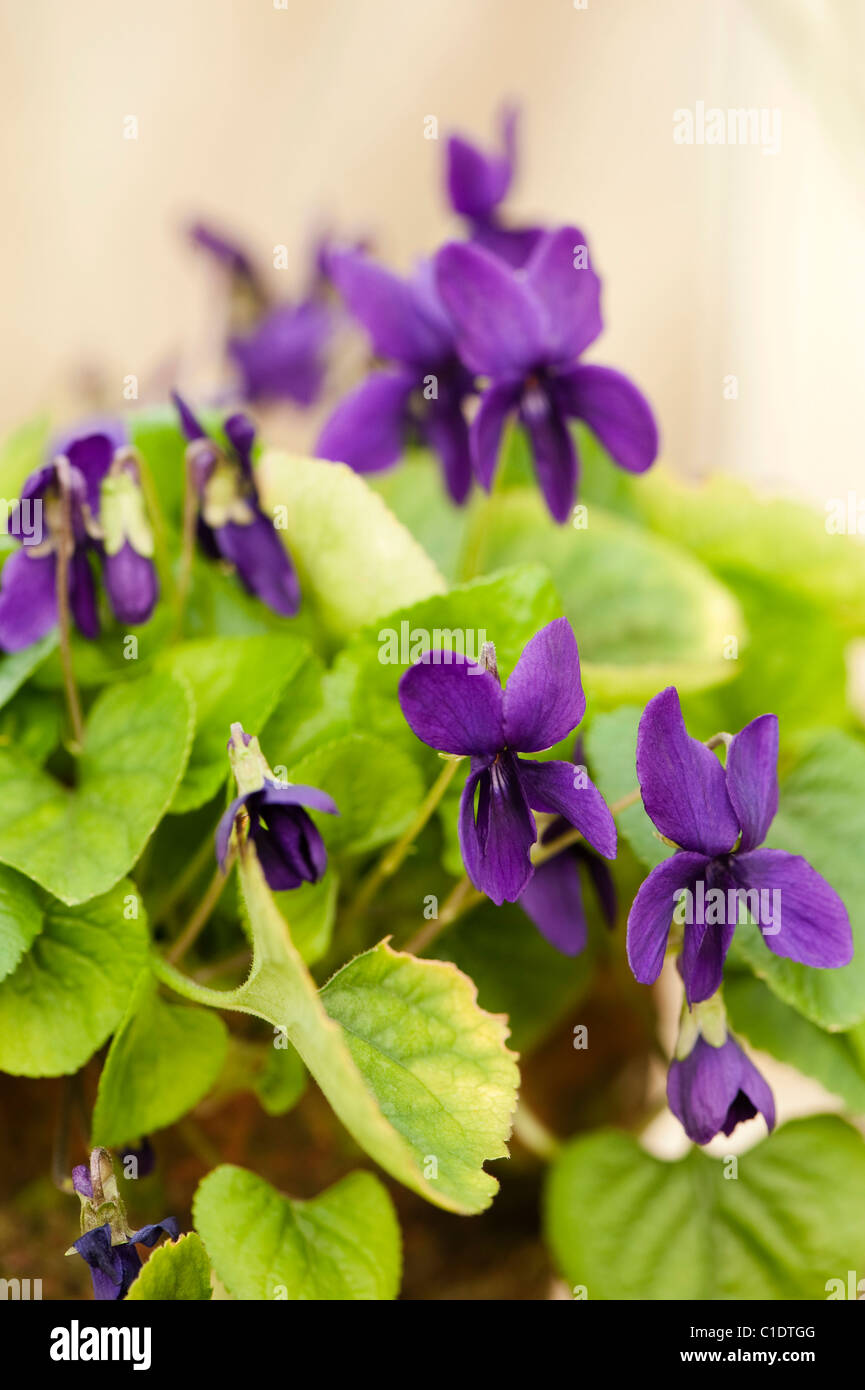 Viola odorata ‘The Czar’ in flower Stock Photo Alamy