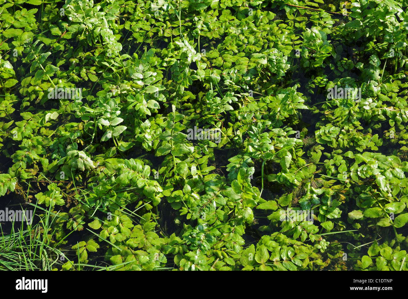 Wild celery Apium graveolens. Early growth in a drainage ditch. Stock Photo