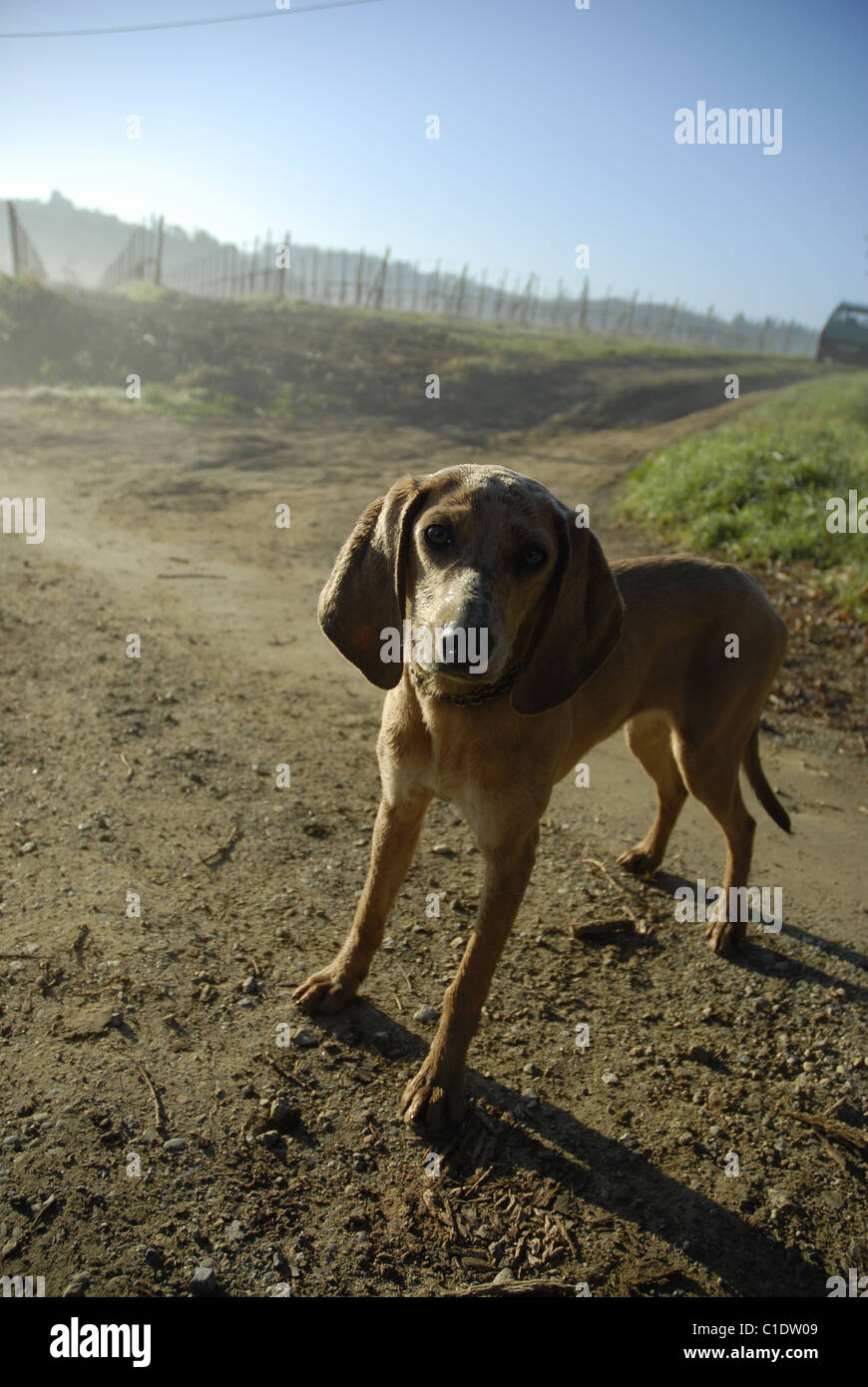 dog on a misty morning near some grape vines Stock Photo Alamy