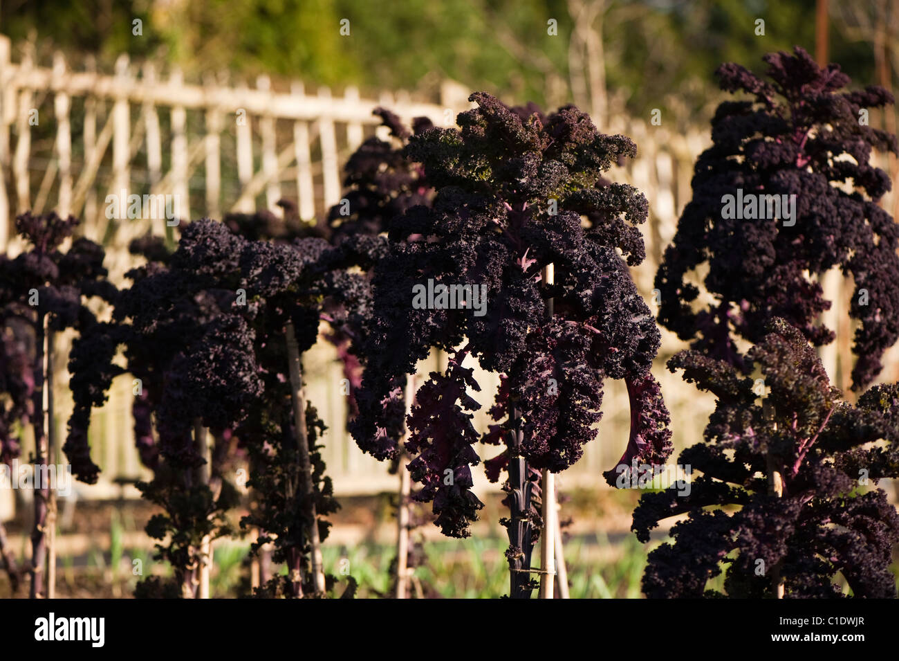 Kale 'Scarlet' growing at RHS Rosemoor in Devon Stock Photo Alamy