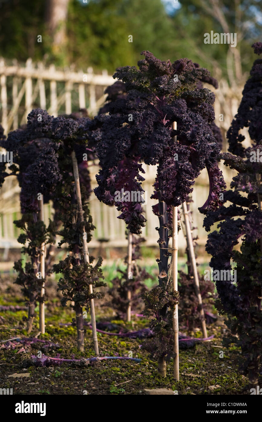 Kale 'Scarlet' growing at RHS Rosemoor in Devon Stock Photo Alamy