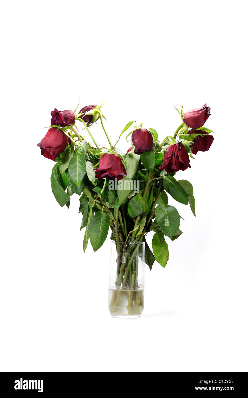 Wilted roses hi-res stock photography and images - Alamy