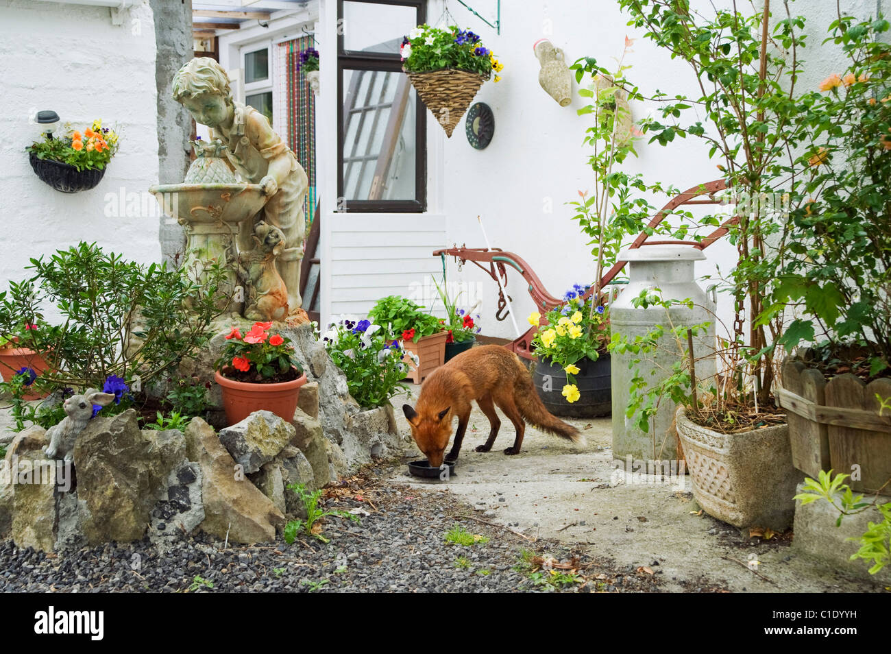Red fox (Vulpes vulpes) in garden, Ireland Stock Photo
