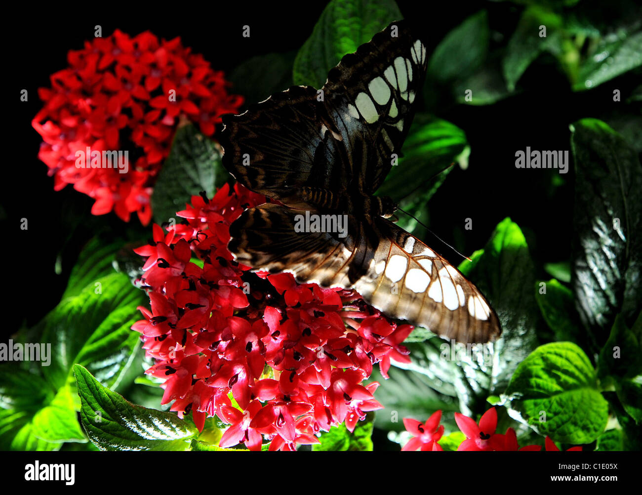 Opening of the new Butterfly Jungle exhibition at the Natural History Museum. London, England