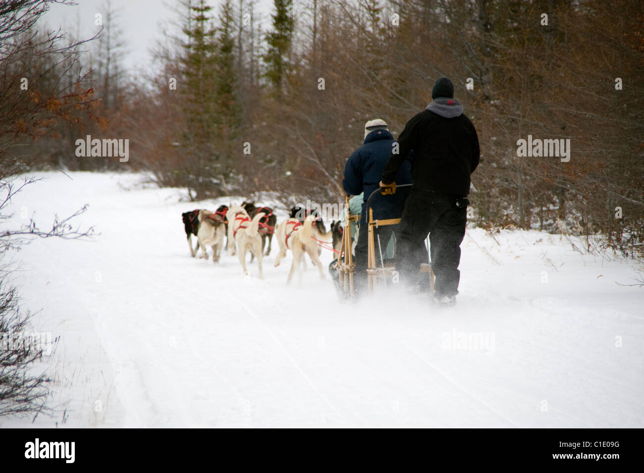 Dog-sledding in Churchill, Canada Stock Photo