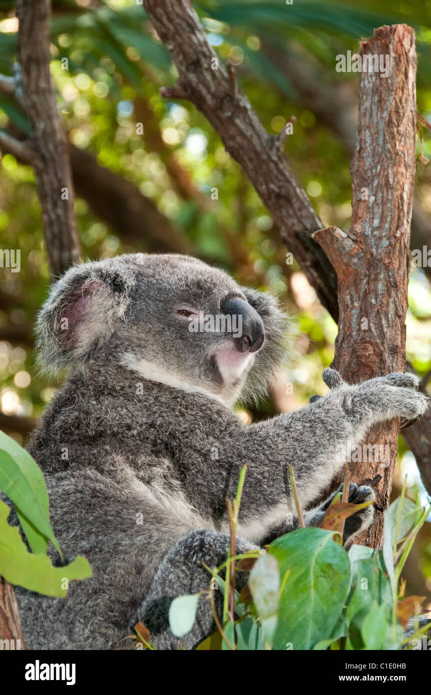 Koala sanctuary australia hi-res stock photography and images - Alamy