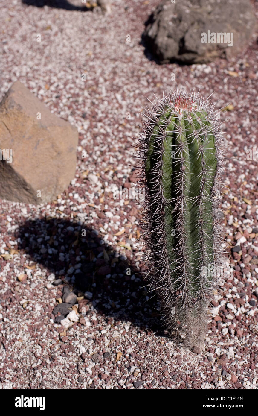 Young cardon cactus (Pachycereus Pringlei) at Chapultepec´s botanical garden in Mexico Stock Photo