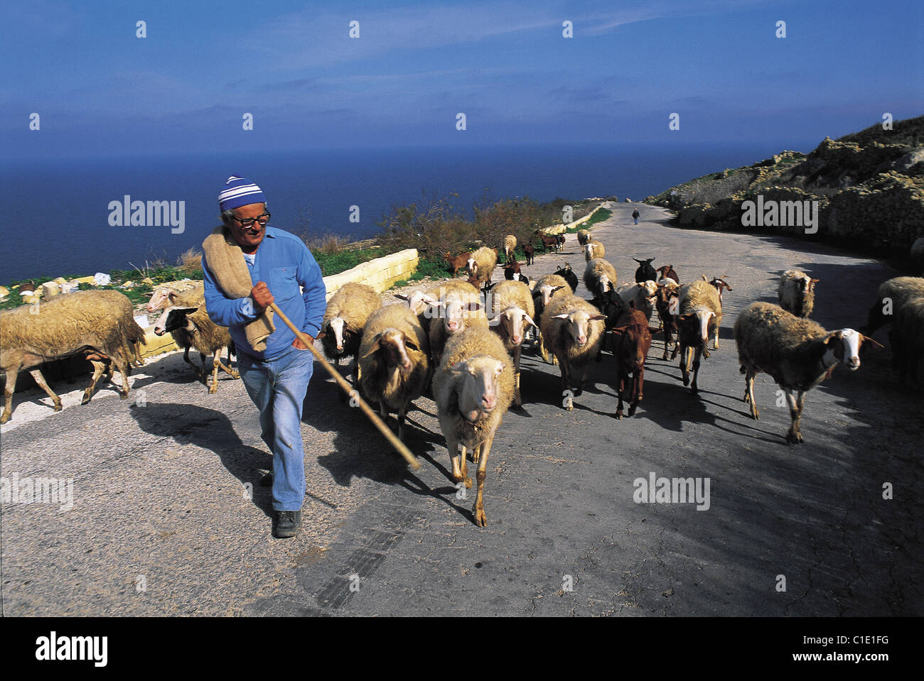 Malta Gozo Shepherd Sheep High Resolution Stock Photography And Images Alamy