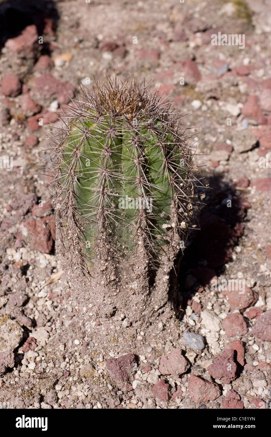 Young Saguaro cactus (Carnegiea gigantea) Stock Photo