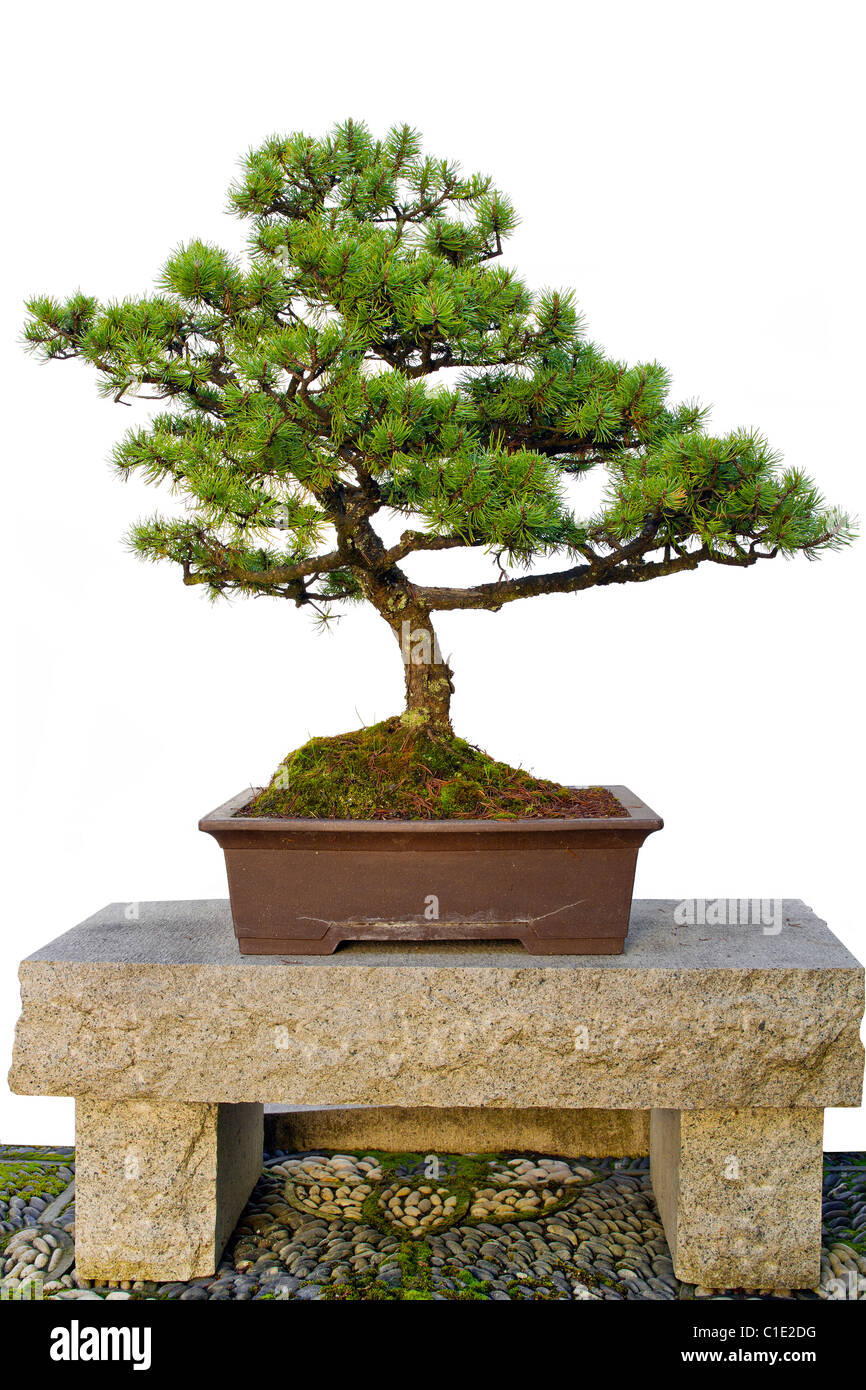 bonsai di acero rosso una bella pianta in miniatura Foto stock - Alamy
