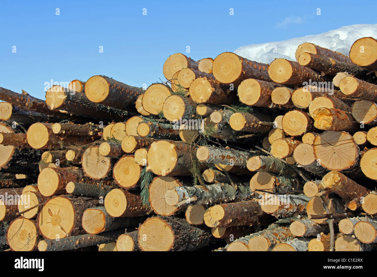 Pile of Wooden Logs against Blue Sky Stock Photo