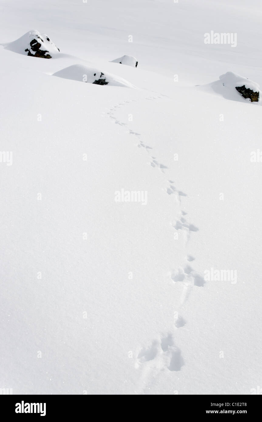 Hare footprints in snow hires stock photography and images Alamy