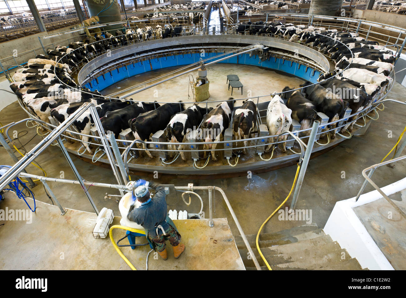 Rotary Milking Parlour on a Modern UK Dairy Farm Stock Photo