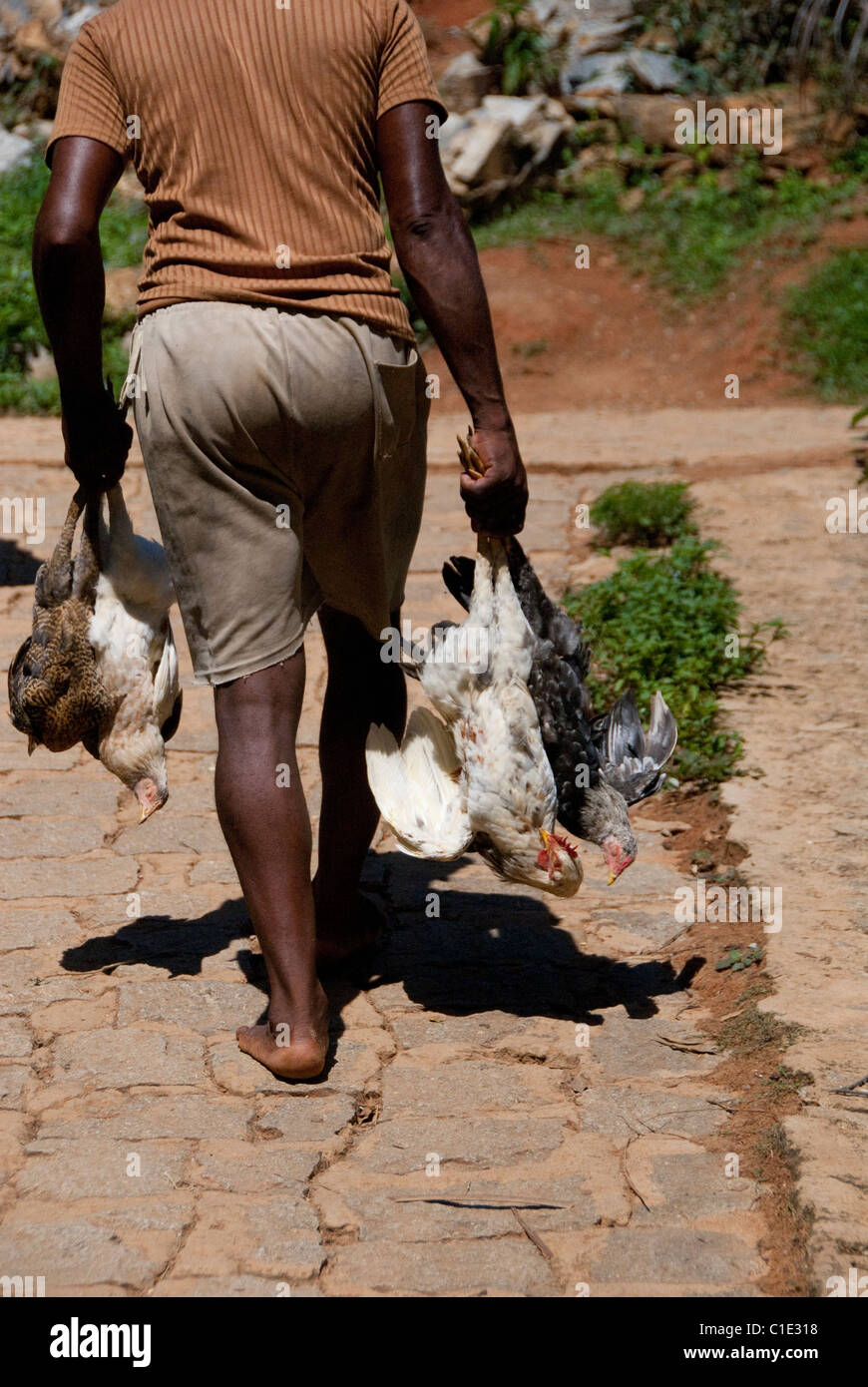 Madagascar, Island of Nosy Komba (next to Nosy Be) fishing village of Ampangoriana. Local villager with dead chickens. Stock Photo