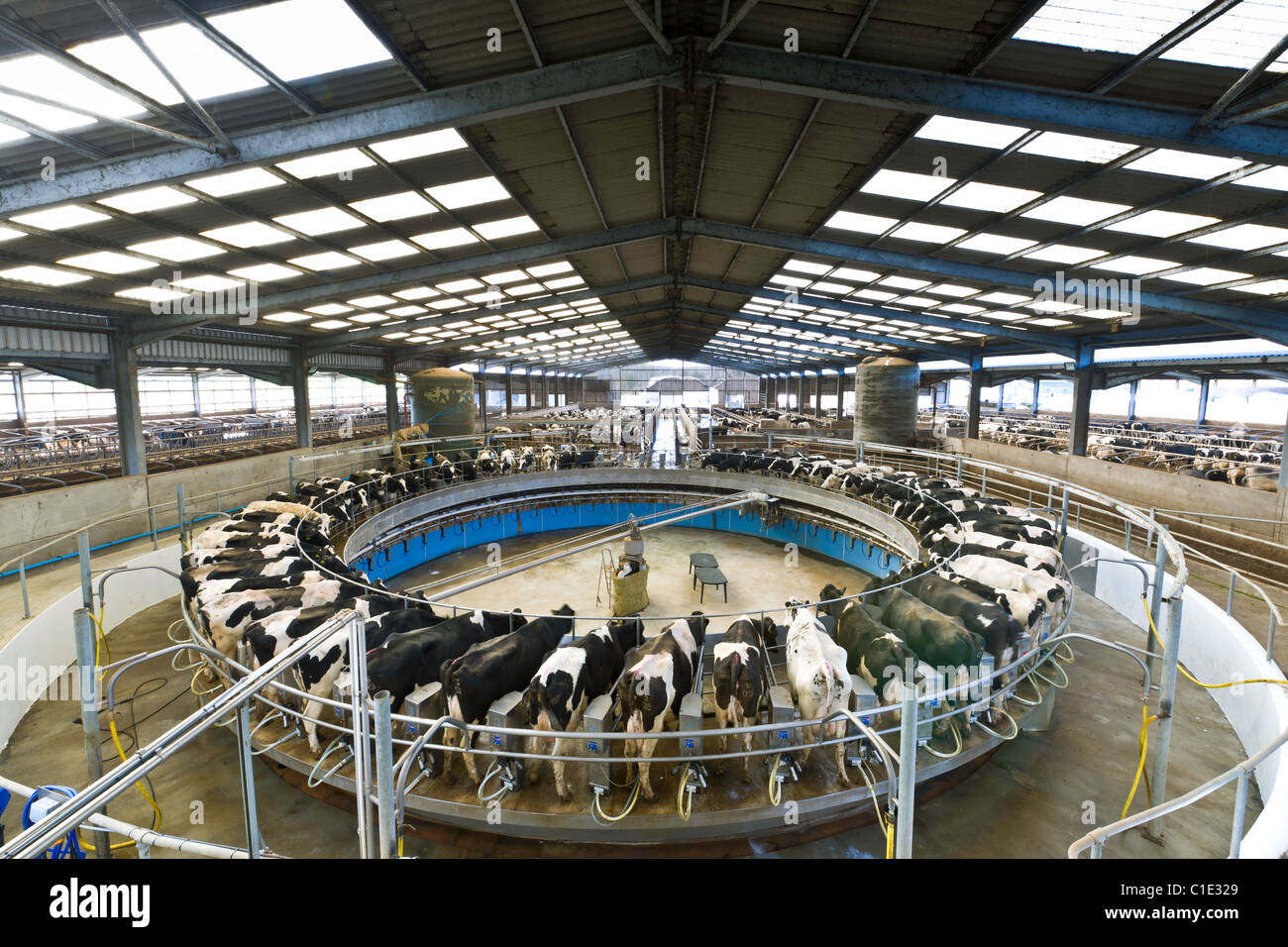 Rotary Milking Parlour on a Modern UK Dairy Farm Stock Photo