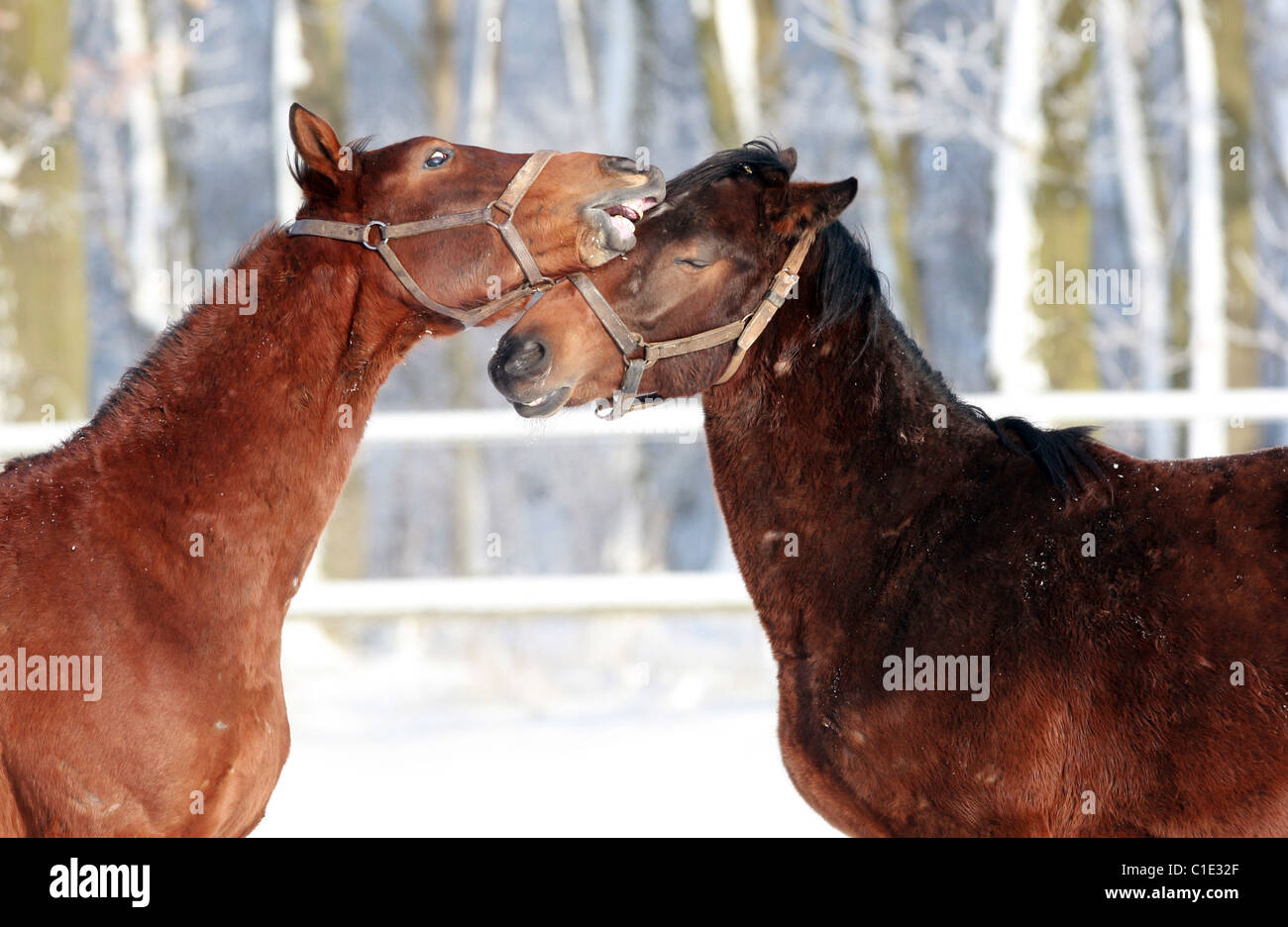 Horses playing with each other in a paddock in winter, Graditz, Germany Stock Photo
