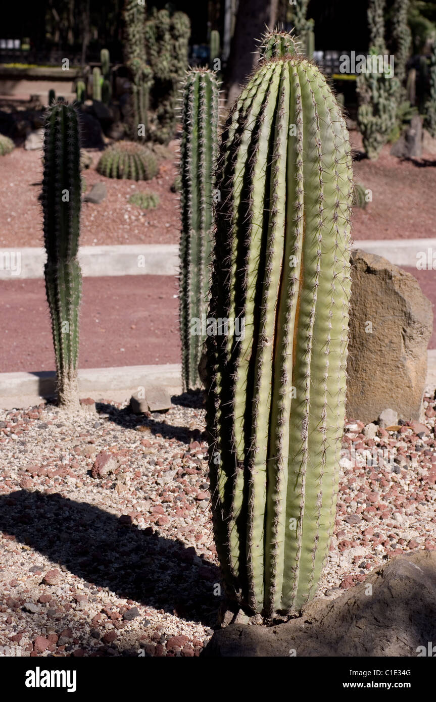 Young Cardon cactus (Neobuxbaumia tetetzo) Stock Photo