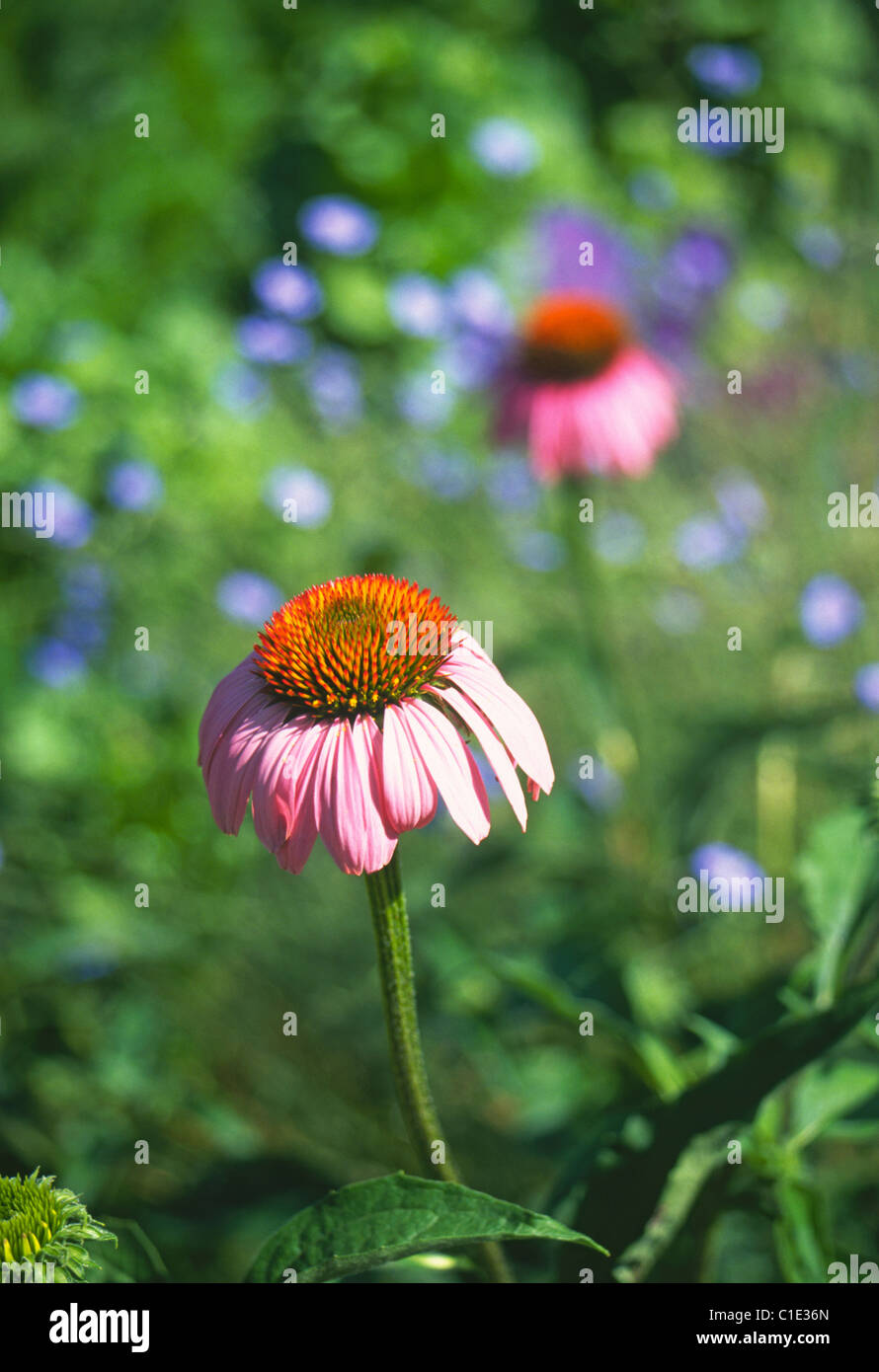 Purple coneflowers growing in the Ouachita National Forest, Arkansas Stock Photo