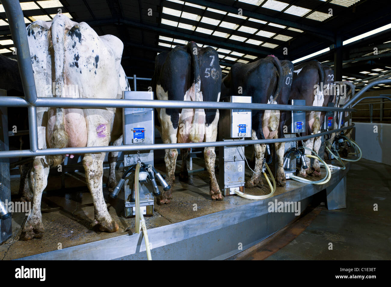 Rotary Milking Parlour on a Modern UK Dairy Farm Stock Photo